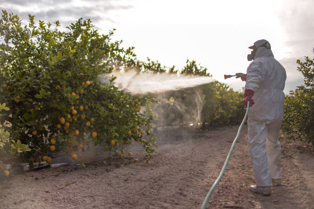 Best Exterminator Services  in Hamlin, TX