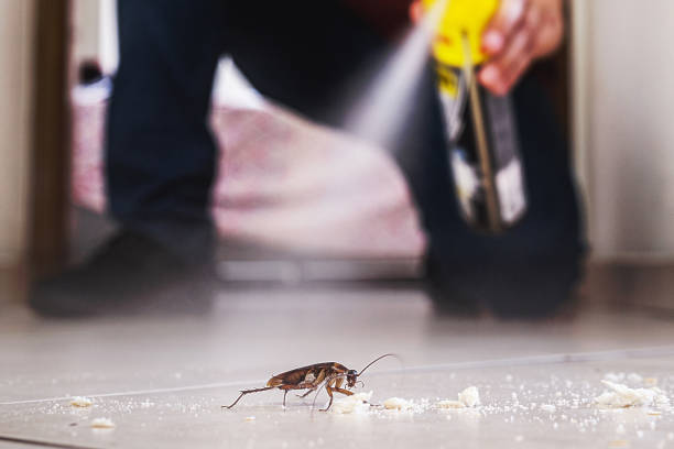 Best Ant Control Services  in Hamlin, TX